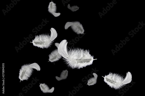 Light fluffy a white feathers falling in the dark. Feather abstract on black background.