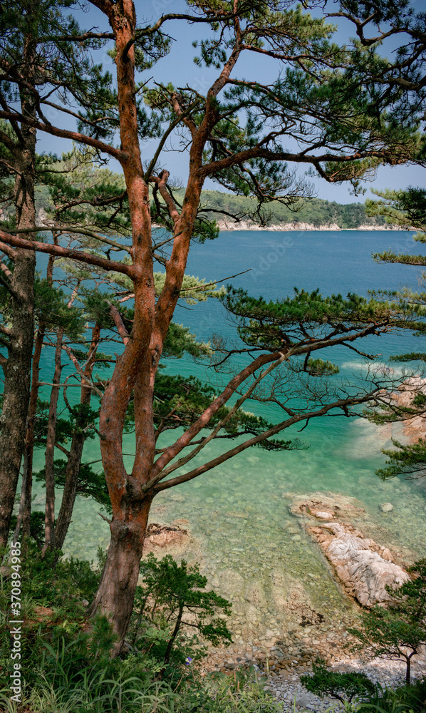 View of the turquoise sea through the pine trees