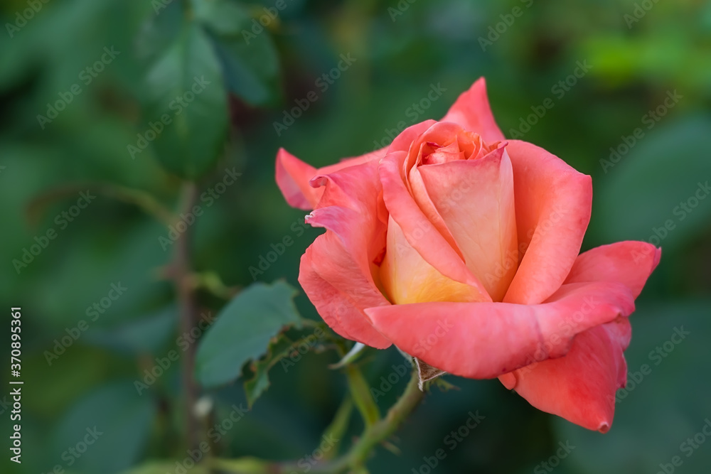 close-up, flower, rosebud of scarlet color on the background of green leaves in the garden close-up, flower, rosebud of scarlet color on the background of green leaves in the garden