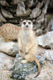 Meerkat standing looking for something. wild predators in natural environment. Wildlife scene from nature
