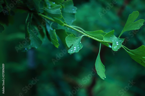 Raindrops close-up on young leaves of Ginkgo Biloba. Abstract nature background, Soft focus photo
