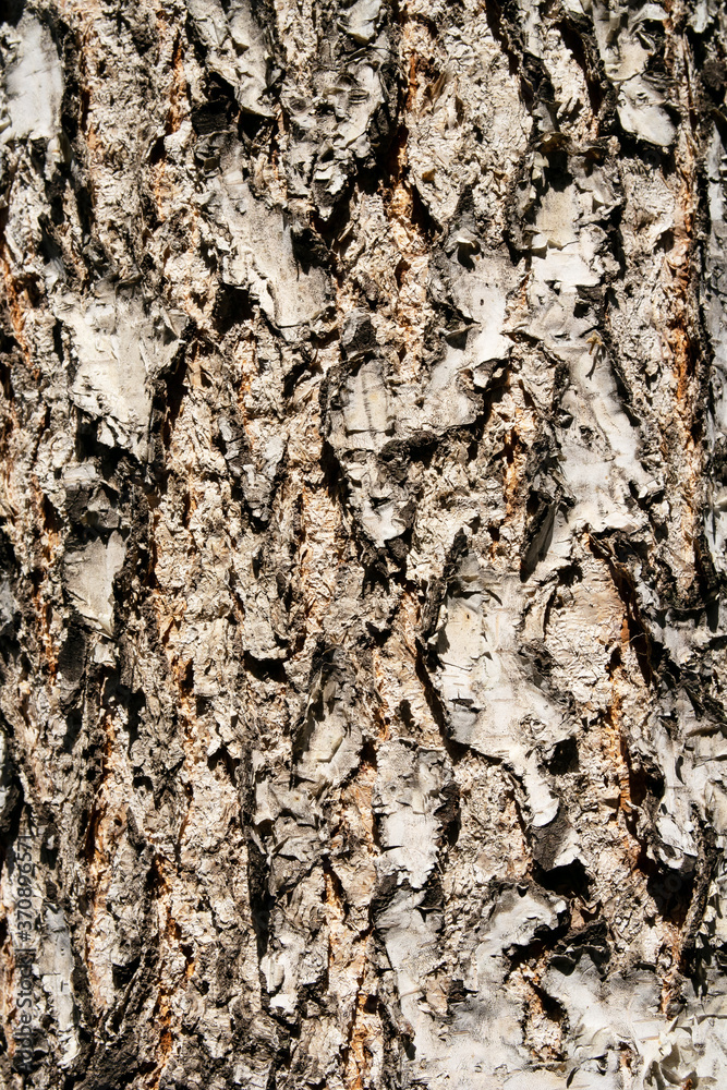 a bark of a birch. background texture a bark of a birch. background texture