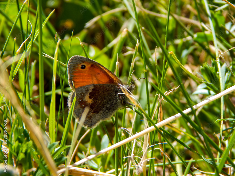 Fototapeta premium butterfly on grass