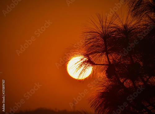 silhouette of a tree in sunset