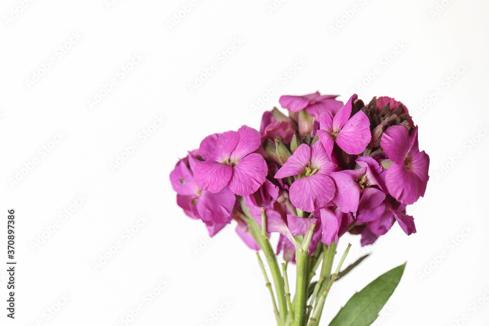 Cute little bunch of purple wallflower flowers on white background . Vibrant nature flat lay image