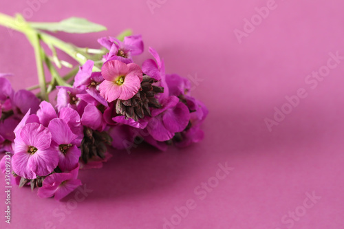 Fototapeta Naklejka Na Ścianę i Meble -  Cute little bunch of purple wallflower flowers on purple background . Vibrant nature flat lay image