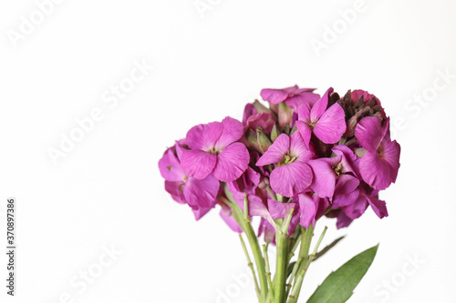 Cute little bunch of purple wallflower flowers on white background . Vibrant nature flat lay image