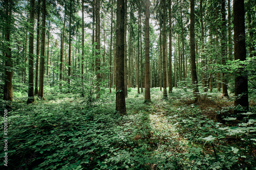 Fototapeta premium Foresta di conifere e olmi