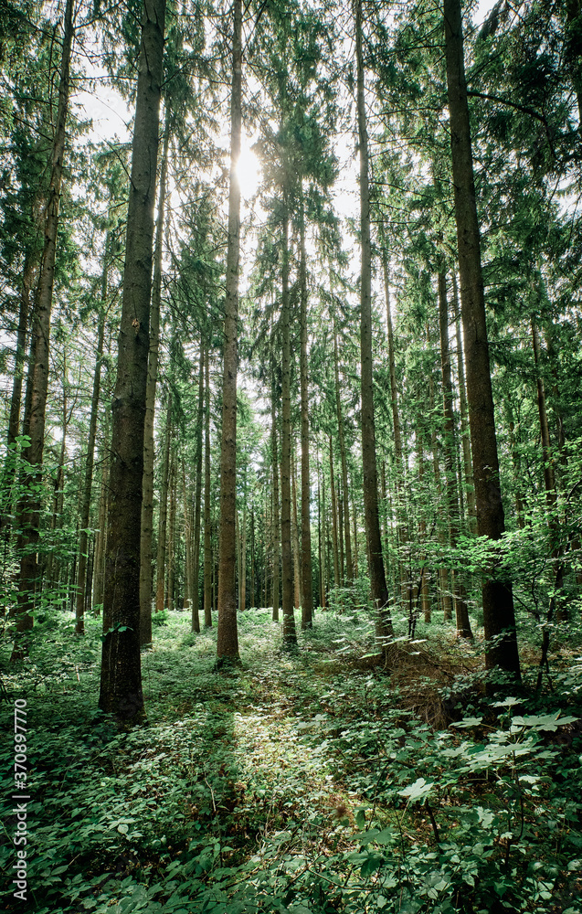 Obraz premium Foresta di conifere e olmi