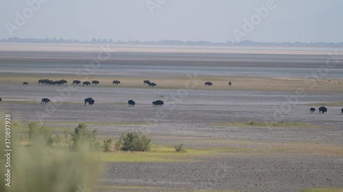 Large Group of Bison Walking Across a Salt Flat