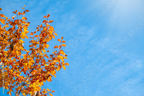 Apple tree branches with yellow leaves in autumn against a blue sky
