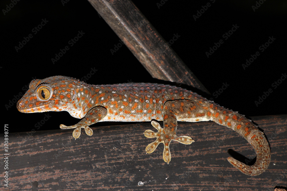 Naklejka premium Tokay gecko is a large gecko, reaching a total length (including tail) of up to 30 cm.This species occurs in northeast India, Bhutan, Nepal, and Bangladesh, throughout Southeast Asia.