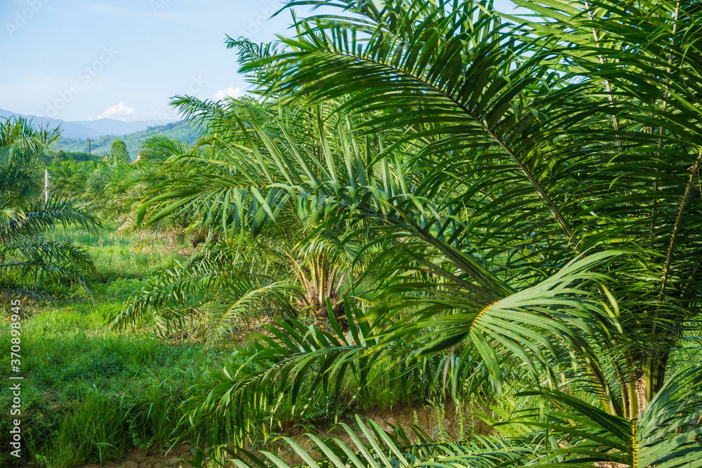 Fototapeta premium Green tropical oil palm plantation tree