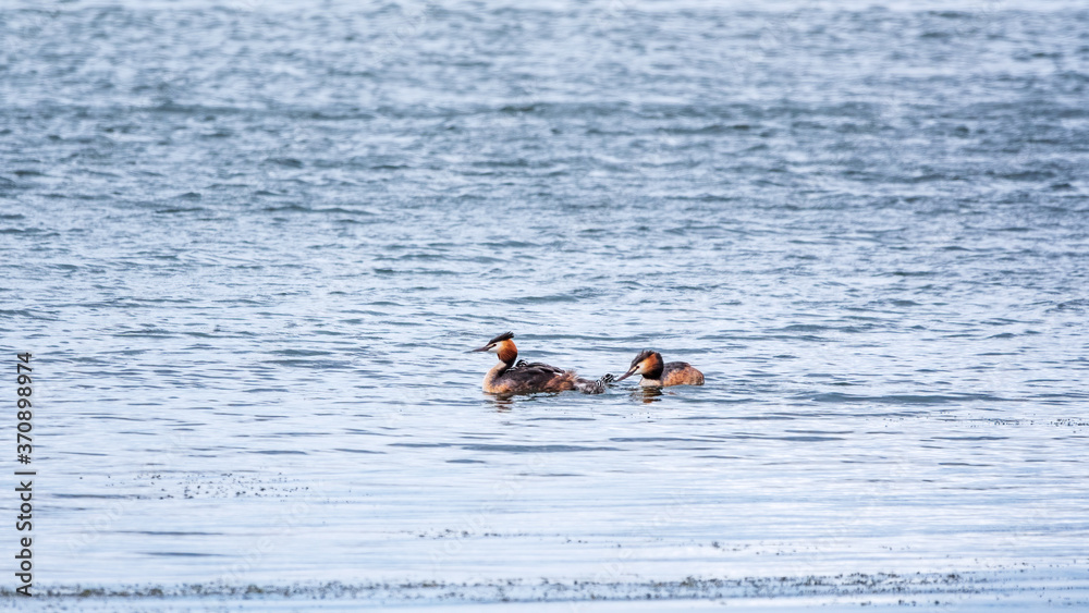 A pair of waterfowl birds, great crested grebe with chicks, swimming in the lake.