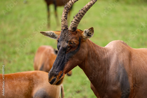 Fototapeta Naklejka Na Ścianę i Meble -  Close up photo of African topi antelope face in Masai Mara safari reserve, Kenya