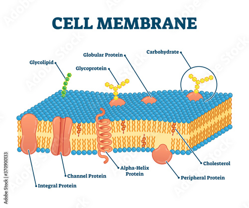 Cell membrane with labeled educational structure scheme vector illustration