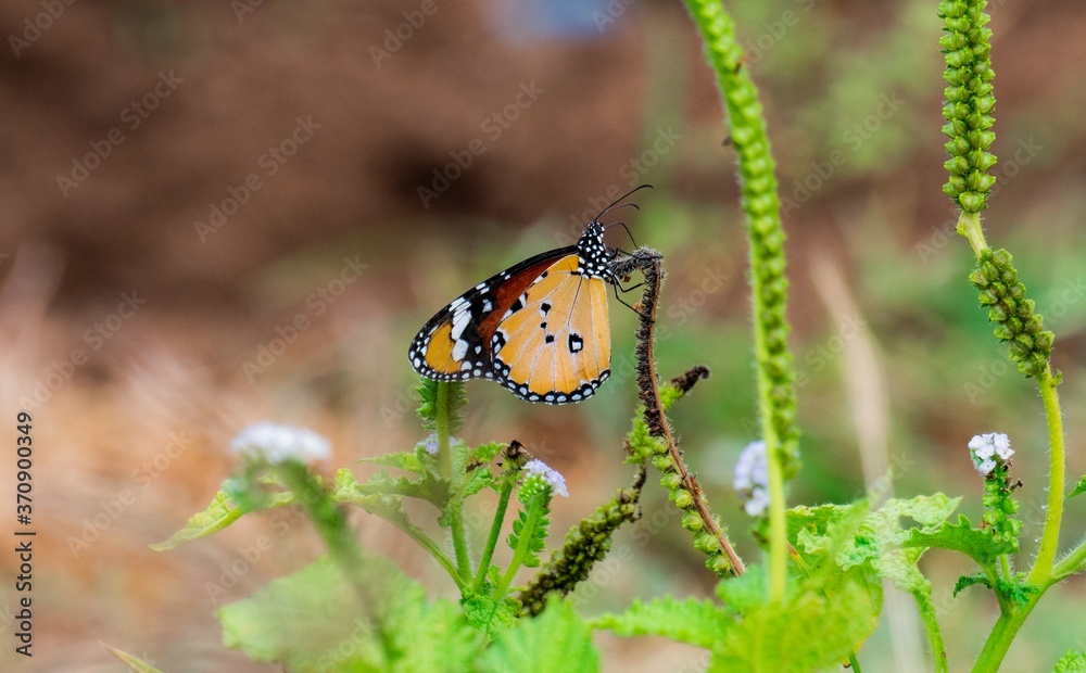 Obraz premium butterfly on the grass