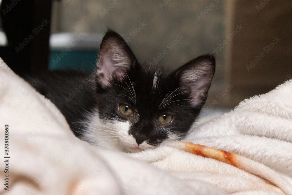 kitten on a blanket kitten on a blanket