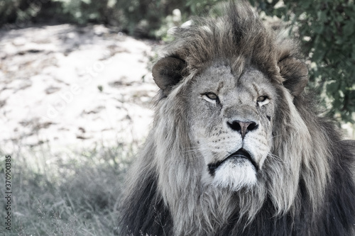 Lion © scott