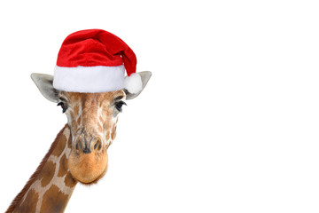Cute and funny giraffe head in christmas or Santa hat isolated on white background