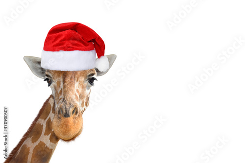 Fototapeta Naklejka Na Ścianę i Meble -  Cute and funny giraffe head in christmas or Santa hat isolated on white background
