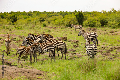Photo of herd of zebras grazing on African Serengeti savanna in Maasai Mara, Kenya, Africa
