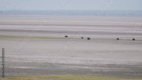 A Very Large Herd of Bison Walking on a Salt Flat