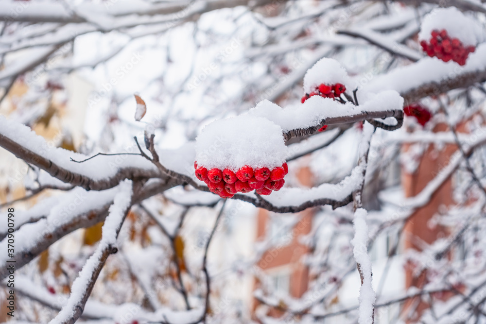 Red Rowan Berries Covered With Fresh Snow. Red Rowan Berries Covered With Fresh Snow.