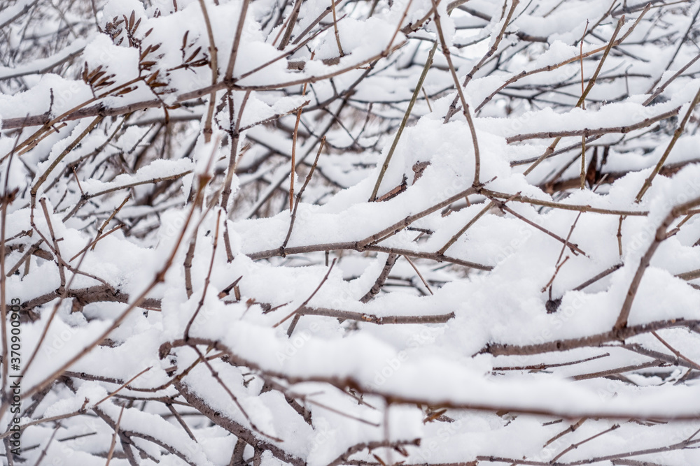 Thorny branches of trimmed bushes are covered with snow. Thorny branches of trimmed bushes are covered with snow.