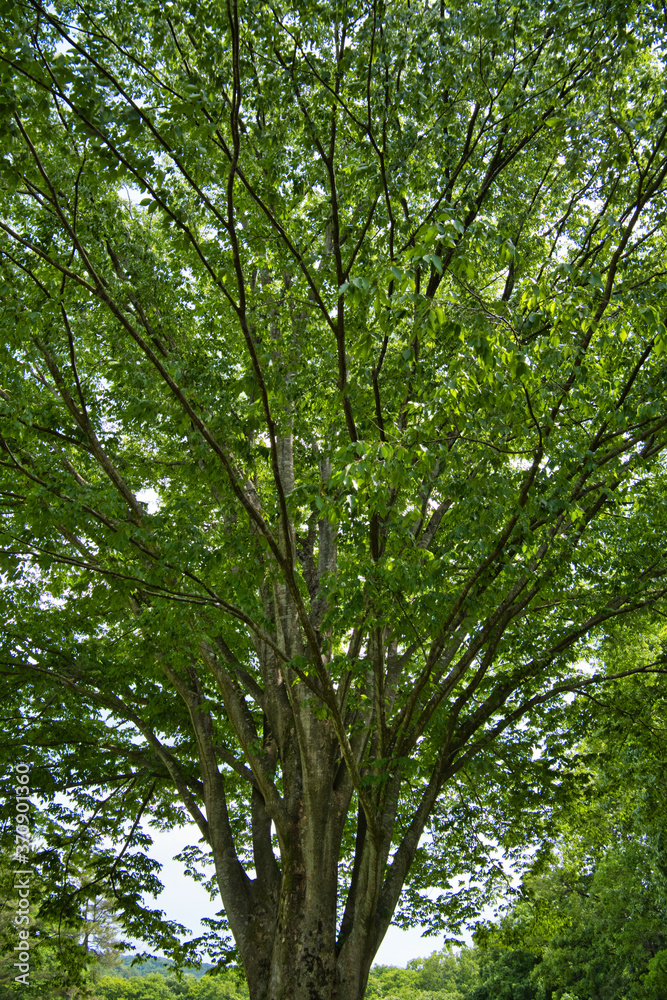 Fototapeta premium 樹木