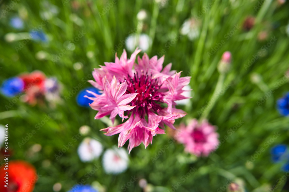 花 花