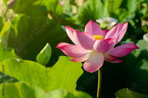 Pink lotus flower in the garden.
