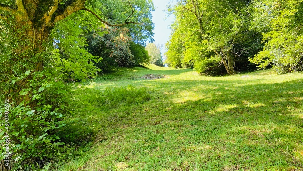 Naklejka premium Mountain meadow