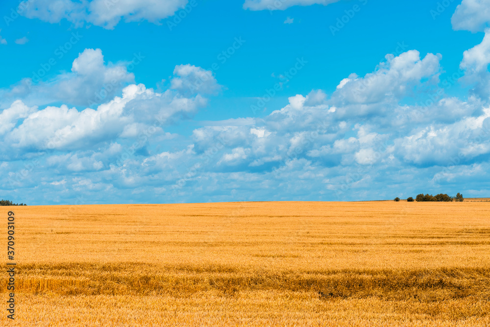 farm field with cereals in autumn. beautiful rural landscape. sky with clouds