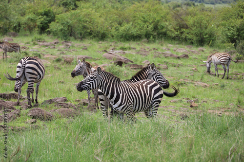 Photo of herd of zebra grazing in Maasai Mara  Kenya  Africa