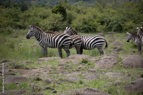 Herd of zebras grazing in Masai Mara safari wildlife reserve  Kenya  Africa