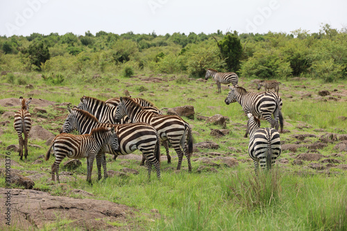 Herd of Zebras grazing in Maasai Mara  Kenya  Africa