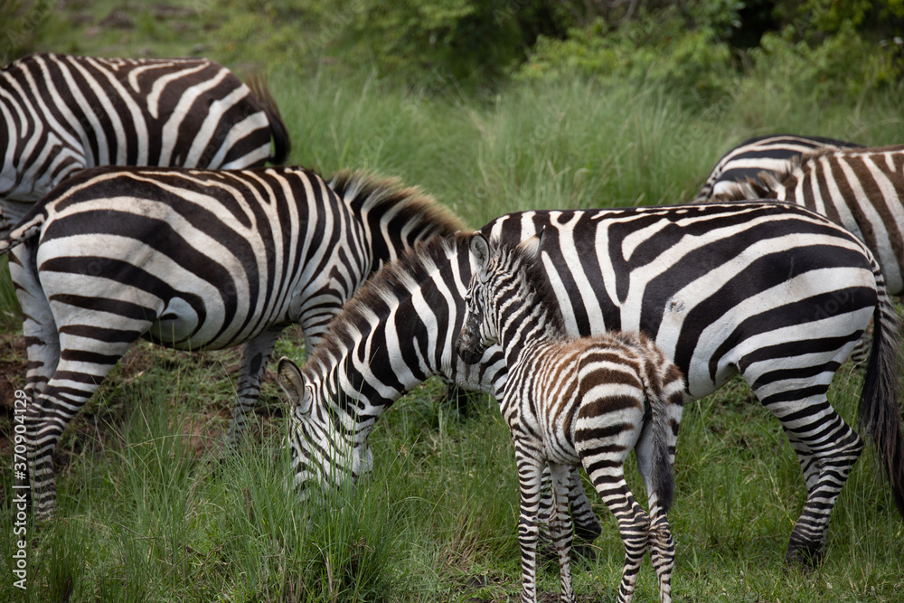 Naklejka premium Herd of Zebras in Kenya, Africa