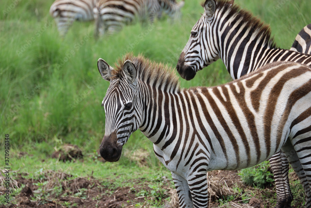 Close up photo of cute zebra grazing with herd in Maasai Mara, Kenya, Africa Close up photo of cute zebra grazing with herd in Maasai Mara, Kenya, Africa