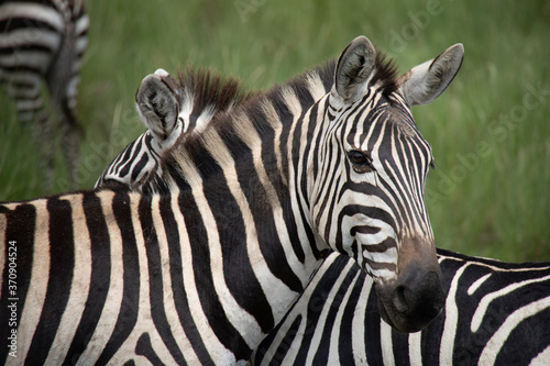 Herd of Zebras in Kenya  Africa