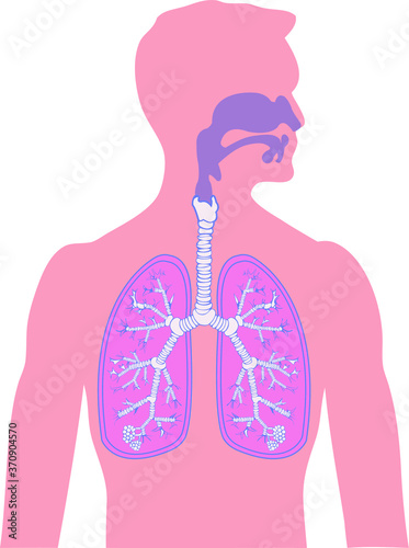Respiratory system in humans. Diagram showing the lungs and respiratory system in humans.