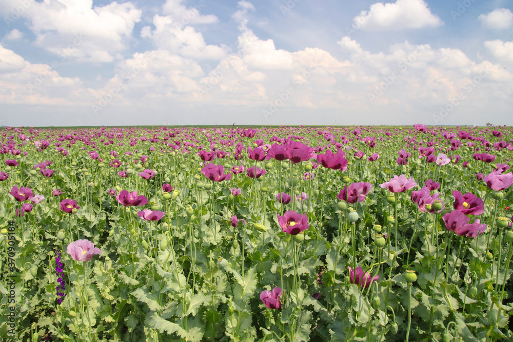 Field of pink opium poppy, Papaver somniferum and cloudy sky