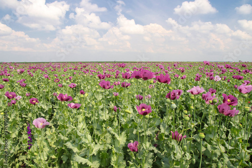 Field of pink opium poppy  Papaver somniferum and cloudy sky