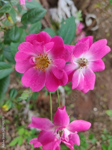 pink flowers in the garden