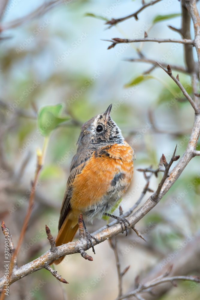 Cute Common redstart sitting on tree branch