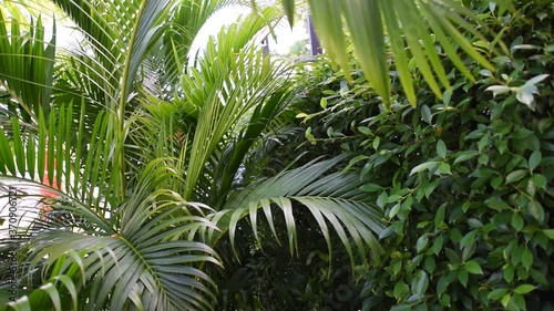 palm tree in the garden