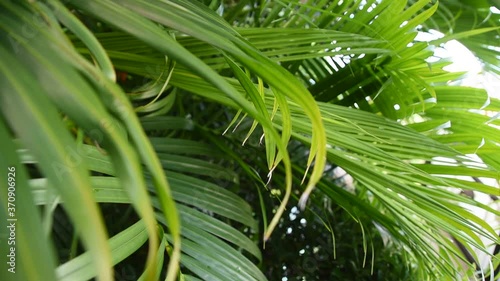 close up of palm leaf