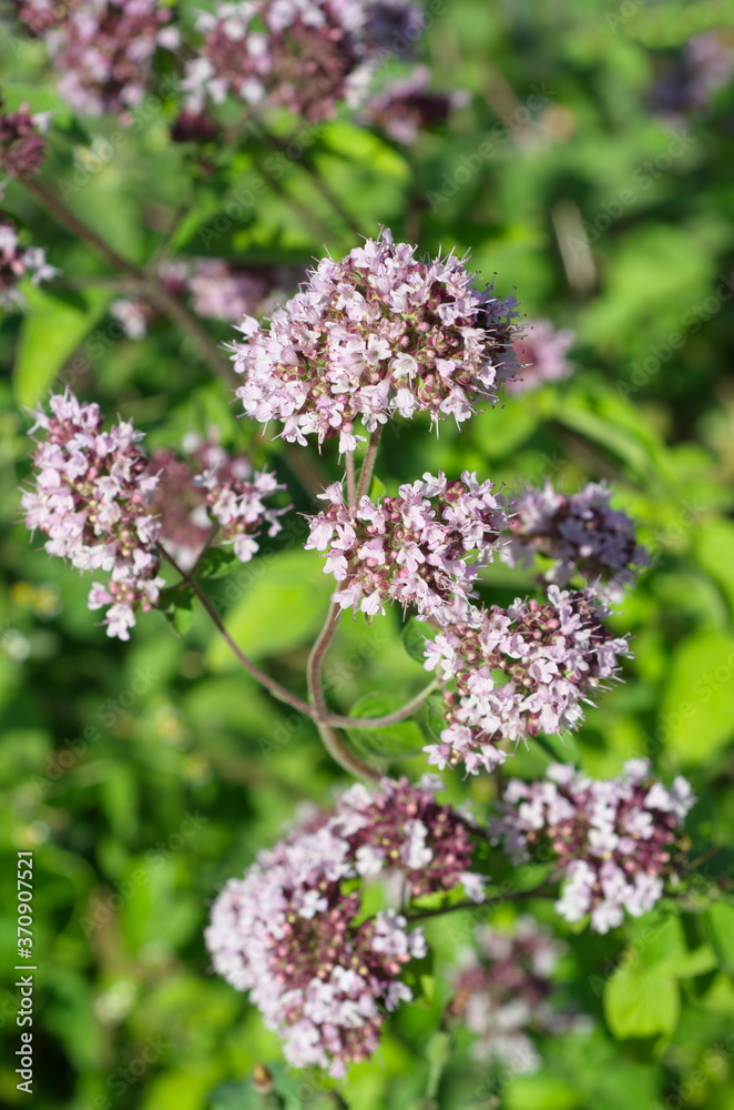 Oregano (Lat. Origanum vulgare) blooms in the garden Oregano (Lat. Origanum vulgare) blooms in the garden