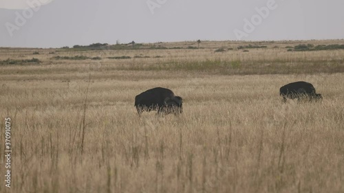 Two Bison Meet On the Prairie During Sunrise