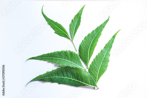 Anti Corona ayurvedic cure Neem leaf © Ashvinth